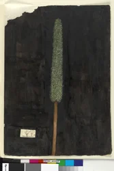 Page 56. Xanthorrhoea